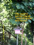 Squirrel on bird feeder