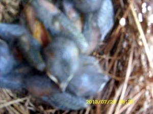 Bluebird babies in the nest