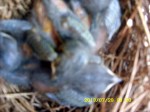 Bluebird babies in the nest