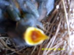 Hungry baby Bluebird