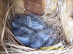 Four baby Bluebirds in the nest.