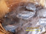 Samsung camera; Bluebird babies in the nest.