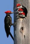 Woodpeckers