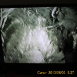 Bluebird babies on the nest.