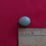 One Bluebird egg that did not hatch.