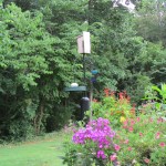 Watching the Bluebird house