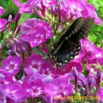 Butterfly on Phlox