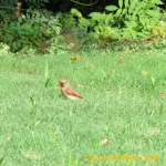 Female Cardinal