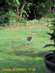 Cottontail rabbit