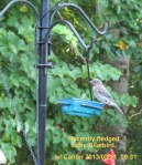 Recently fledged baby Bluebird