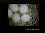 Five little Bluebird eggs in the nest