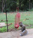 Squirrel at peanut feeder