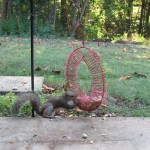 Squirrel at peanut feeder