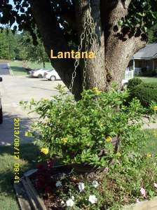 Lantana in large hanging planter