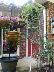 Miracle Bells & Peturnias