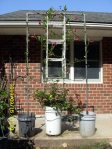 Mandavilla vine on creative trellis