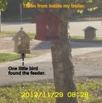 One little bird found the feeder.
