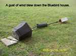 Wind blew over Bluebird house