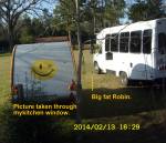 Big fat Robin 