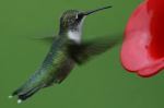 Hummingbird