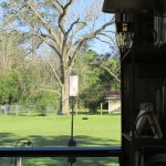 Bluebird on mealworm feeder