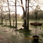 Flooded yard #2