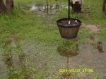 Standing water next to planter