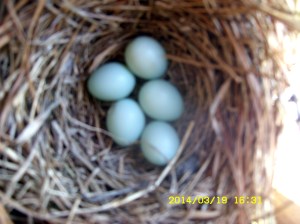 Five Bluebird eggs