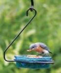 Bluebird mealworm feeder