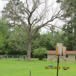 Babies is that tree??