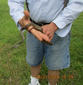 Texas Rat Snake