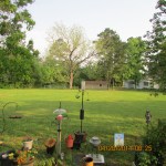 Broad view of Bluebirds