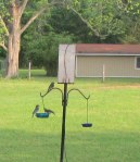 Close up of three Bluebirds