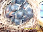 Five baby Bluebirds