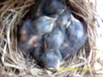 Five baby Bluebirds