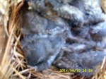 Five baby Bluebirds