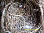 Empty Bluebird nest