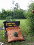 Tomato plant & pepper plant