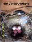 Baby Chickadees