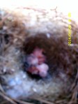 Four baby Chickadees