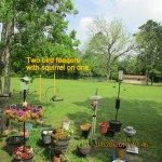 Shepherd's Hook with feeders