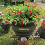 Calibrachoa is doing extremely well.