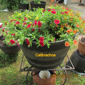 Calibrachoa is doing extremely well.