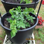 Cape Honeysuckle almost killed by frost but recovering.