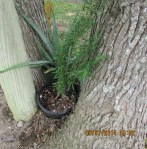 Rosemary and Aloe share the shade.