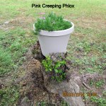 I'm constantly picking off new growth on the stump.