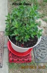 A mark-down from Lowe's; now the African Daisy's thriving.