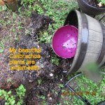 Upside down Calibrachoa