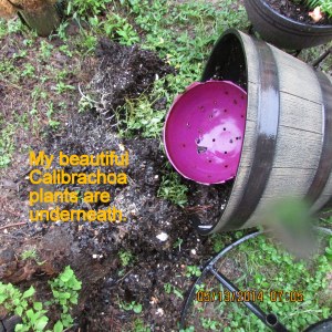 Upside down Calibrachoa