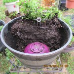 Back on the plant stand